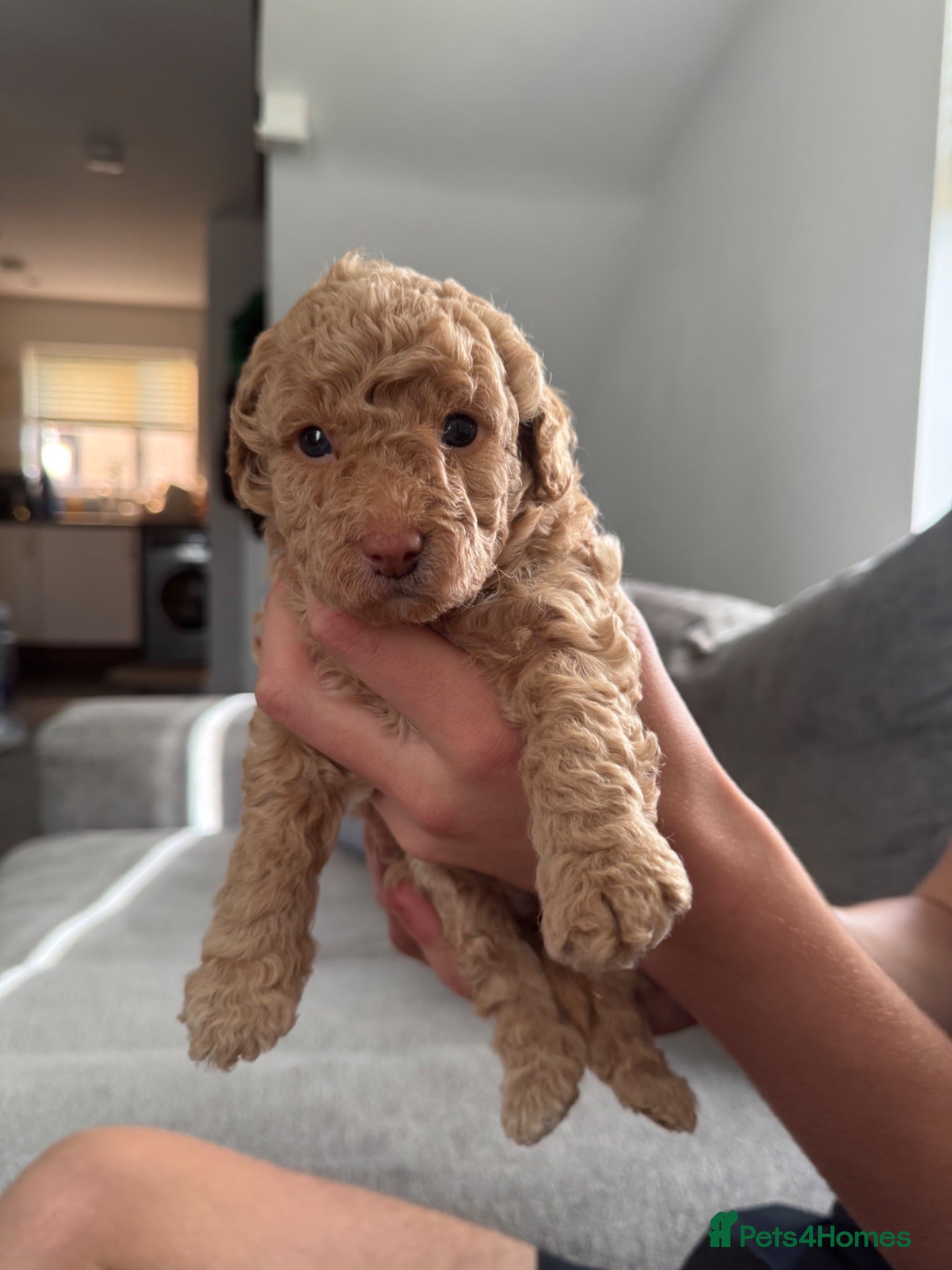 Toy Poodle dogs Stunning Toy poodles  - Advert 4