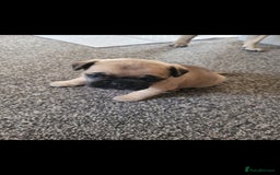 Frug dogs for sale: Just the male left frug left now - Image 5