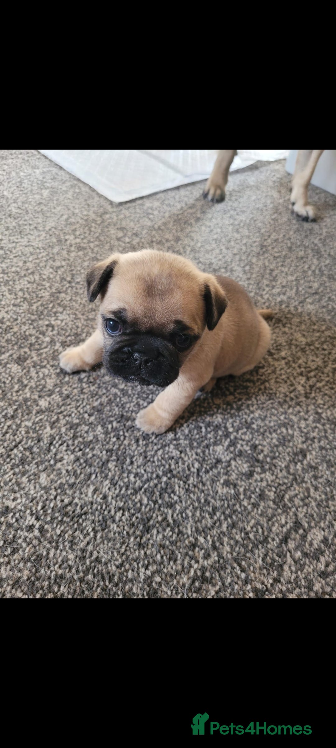 Frug dogs for sale: Just the male left frug left now - Image 5