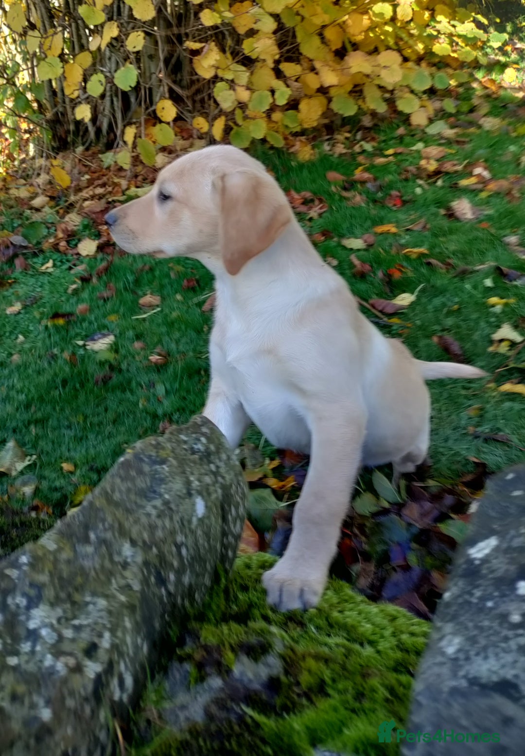 Labrador Retriever dogs for sale: Labrador pups for sale  - Advert 4