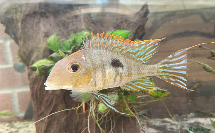 Cichlids fish - Advert 2