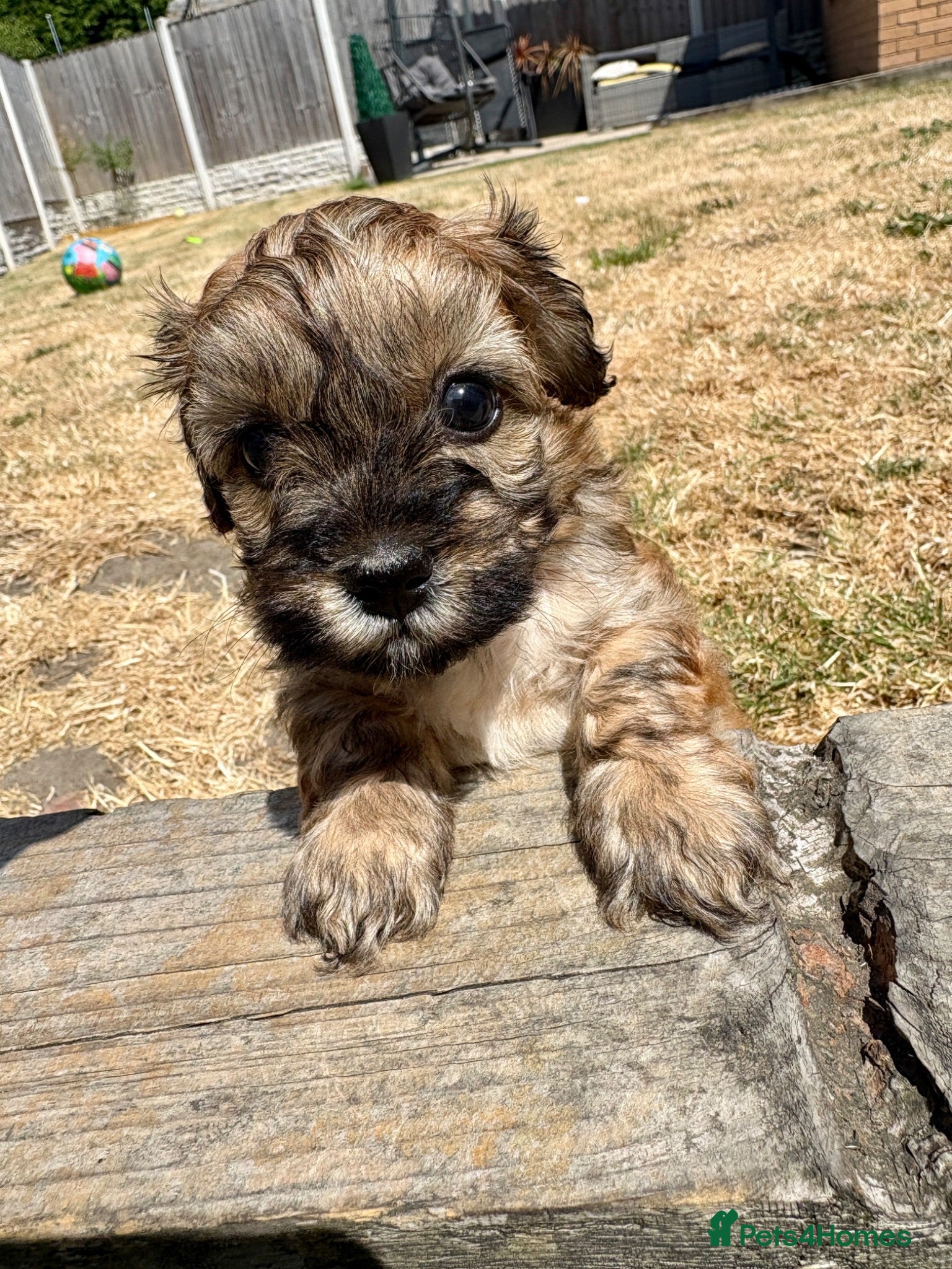 Lhasapoo dogs 2 beautiful girl lhasapoos  - Advert 6
