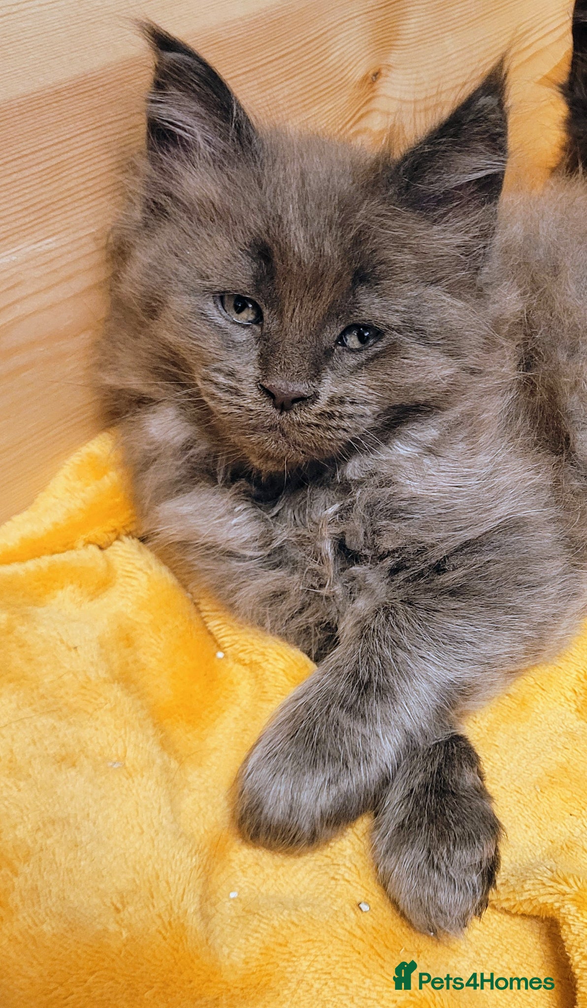 Maine Coon cats STUNNING Maine Coon Registered kittens - Advert 2