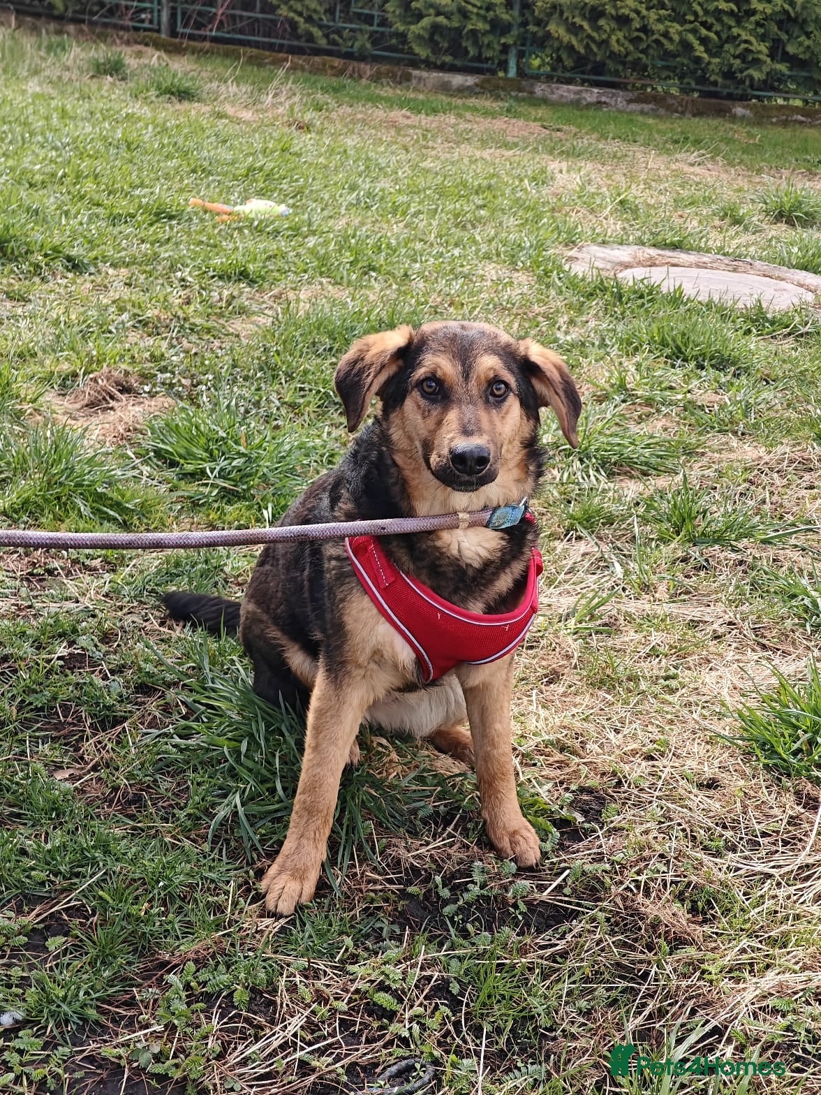 Mixed Breed dogs ❤️🐶 YASIA – SHE CHOOSES PEOPLE OVER EVERYTHING - Advert 1