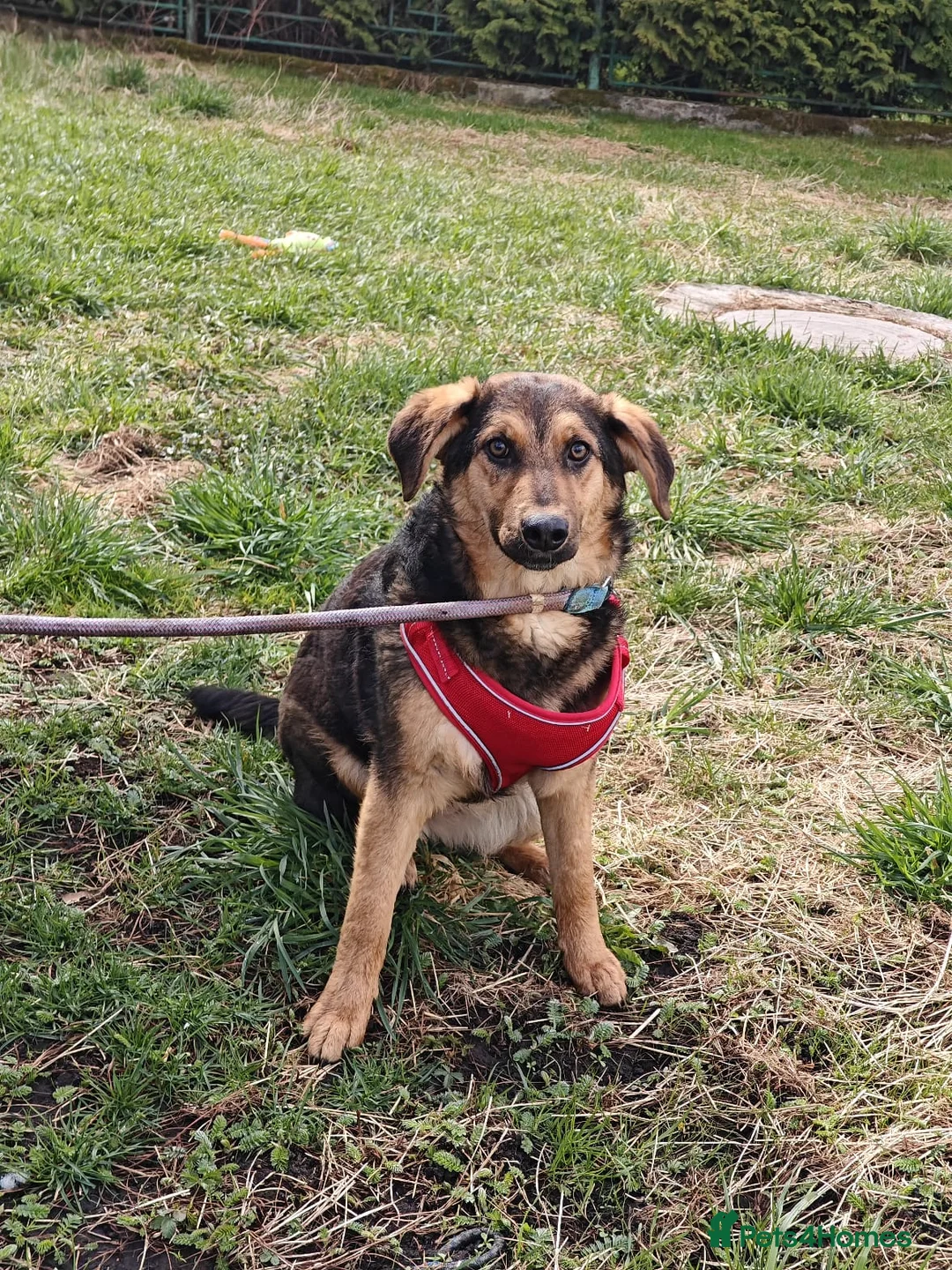 Mixed Breed dogs for adoption: ❤️🐶 YASIA – SHE CHOOSES PEOPLE OVER EVERYTHING in Burton-on-Trent - Advert 1