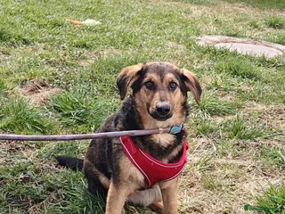 Mixed Breed dogs ❤️🐶 YASIA – SHE CHOOSES PEOPLE OVER EVERYTHING - Advert 1