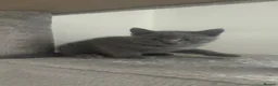 British Shorthair cats for sale: 4 kittens for sale - Advert 8