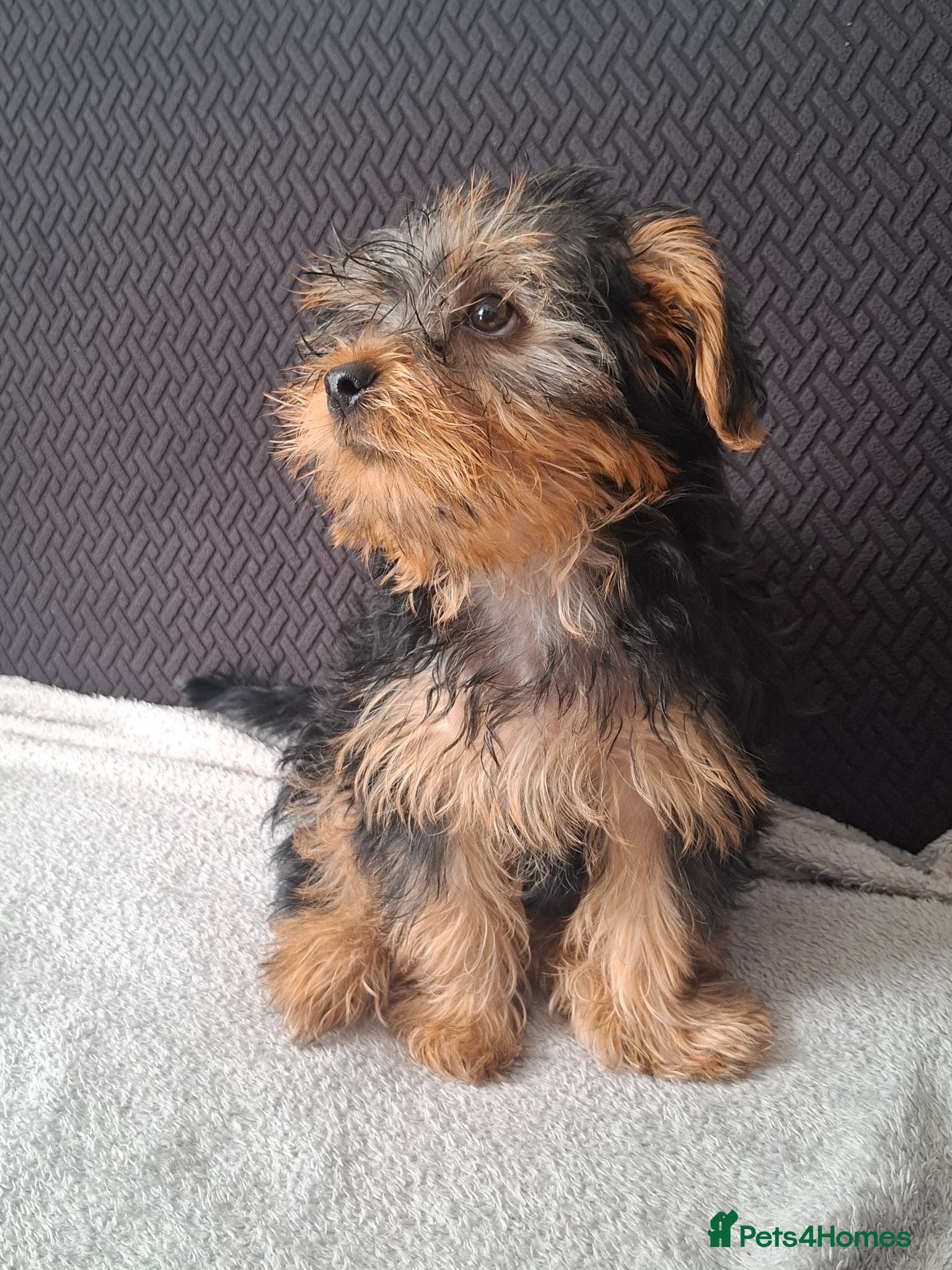 Yorkshire Terrier dogs Beautiful Girl Yorkshire Terrier - Advert 1
