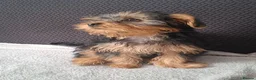 Yorkshire Terrier dogs for sale: Beautiful Girl Yorkshire Terrier - Advert 1