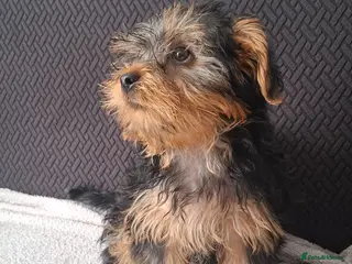 Yorkshire Terrier dogs Beautiful Girl Yorkshire Terrier - Advert 3