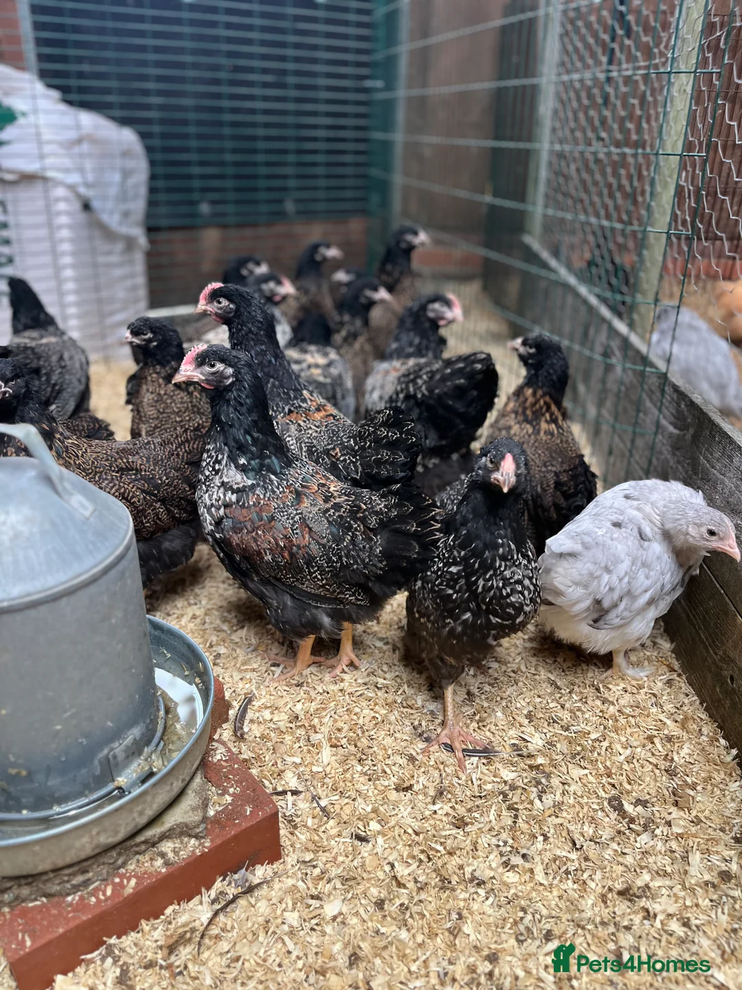 Chickens poultry for sale: Double laced barnevelders - Advert 2