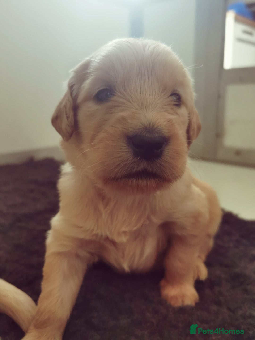 Golden Retriever dogs for sale: Golden Retriever puppies - Image 22