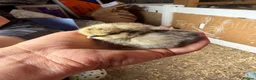 Chickens poultry for sale: 🐥🐣🥚USA Bearded silkies🐥Vorwerk🐥Brahmas🥚🐣🐥 - Advert 4