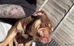 English Bulldog dogs for sale: Ralph  - Image 8
