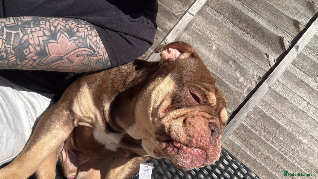 English Bulldog dogs for sale: Ralph  - Image 8