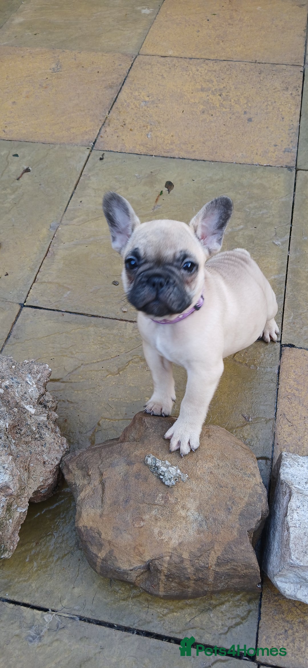 French Bulldog dogs for sale: Quality standard french bulldogs.  - Advert 5