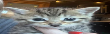 British Shorthair 3