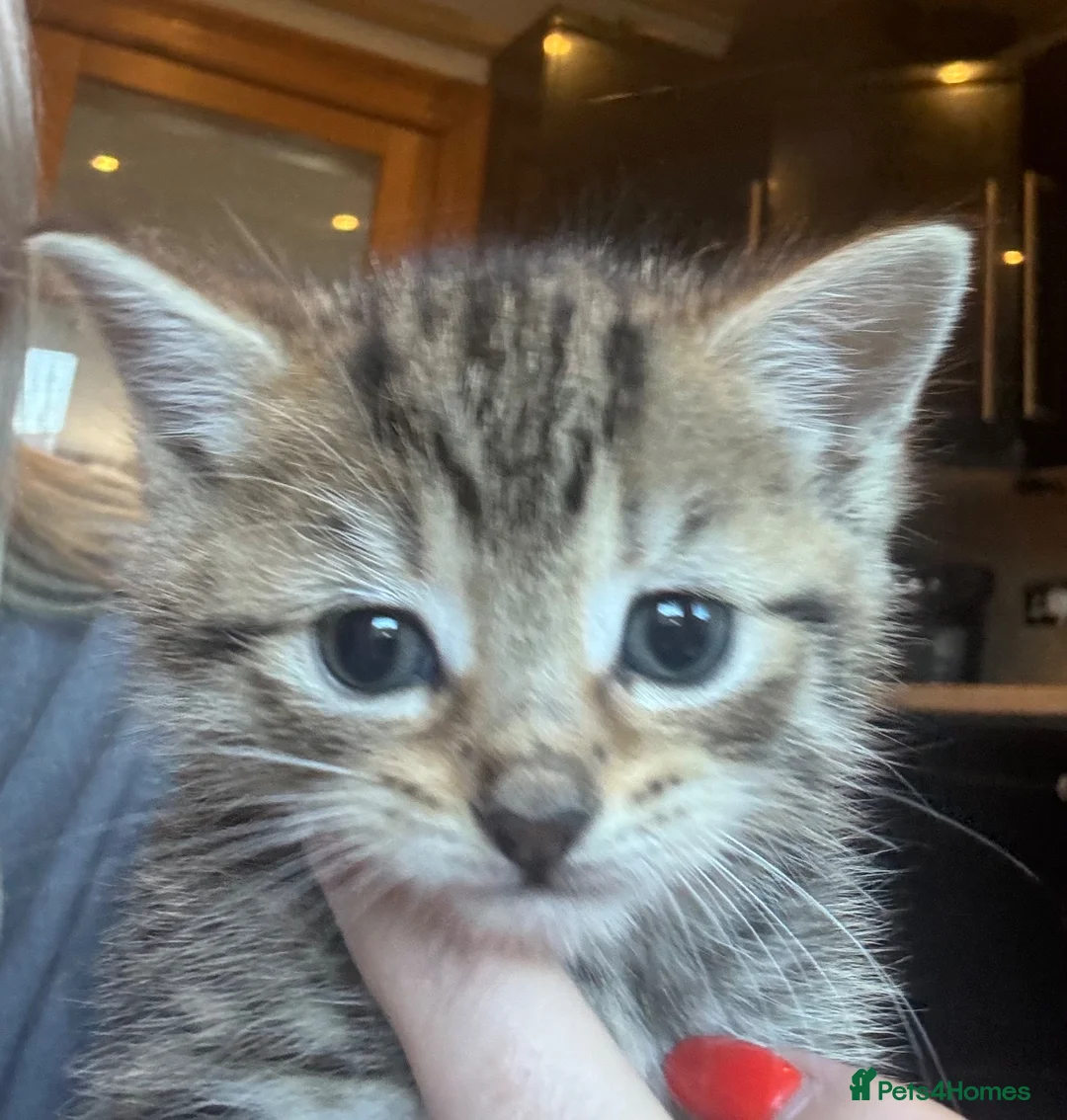 British Shorthair cats for sale: British shorthair kittens  in Tranent - Advert 2