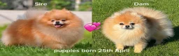 Pomeranian dogs for sale: KC Reg Pomeranian Girl puppy available  - Advert 3