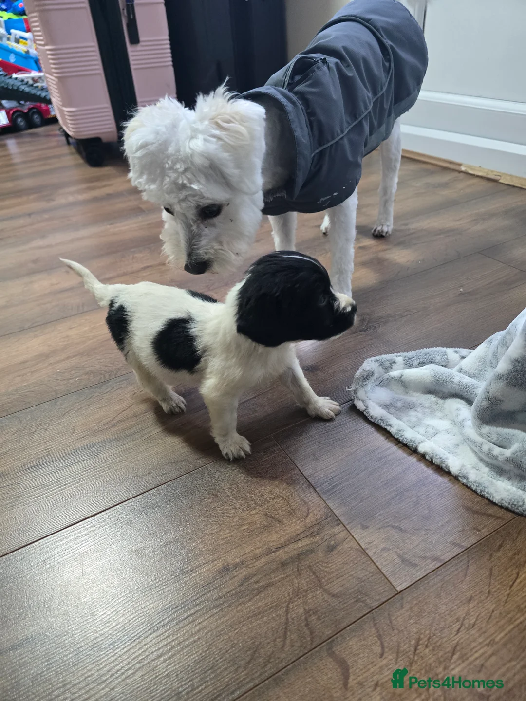 Mixed Breed dogs for sale: Malchi puppies  - Advert 15