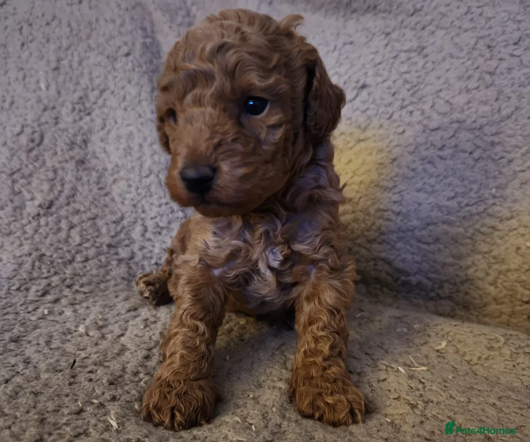 Toy Poodle dogs for sale: Toy Poodle Puppy  - Advert 3