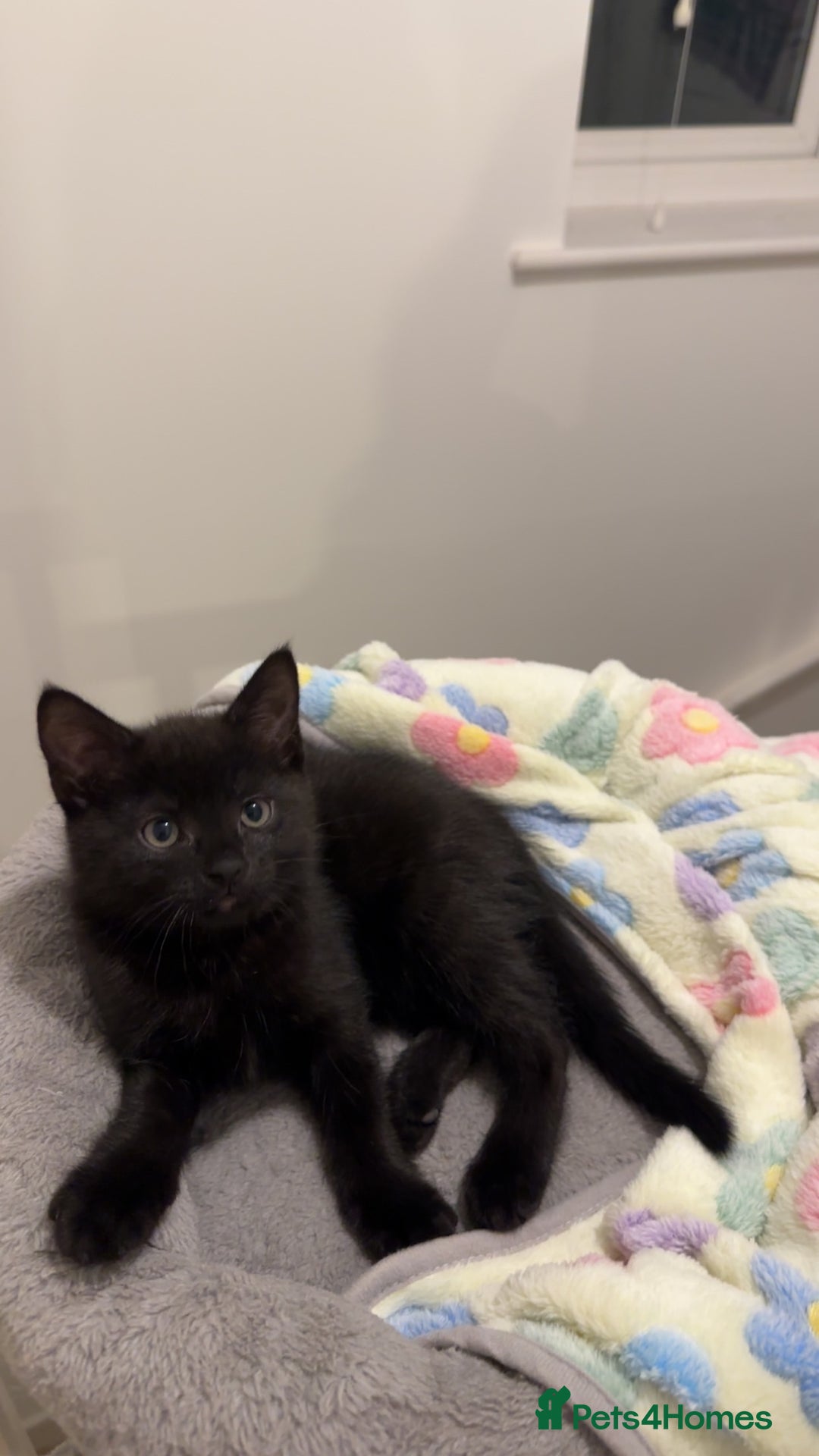 Mixed Breed cats for sale: 2 half tabby male kittens  - Advert 9