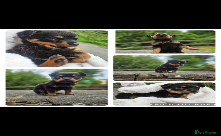 Rottweiler dogs - Advert 1