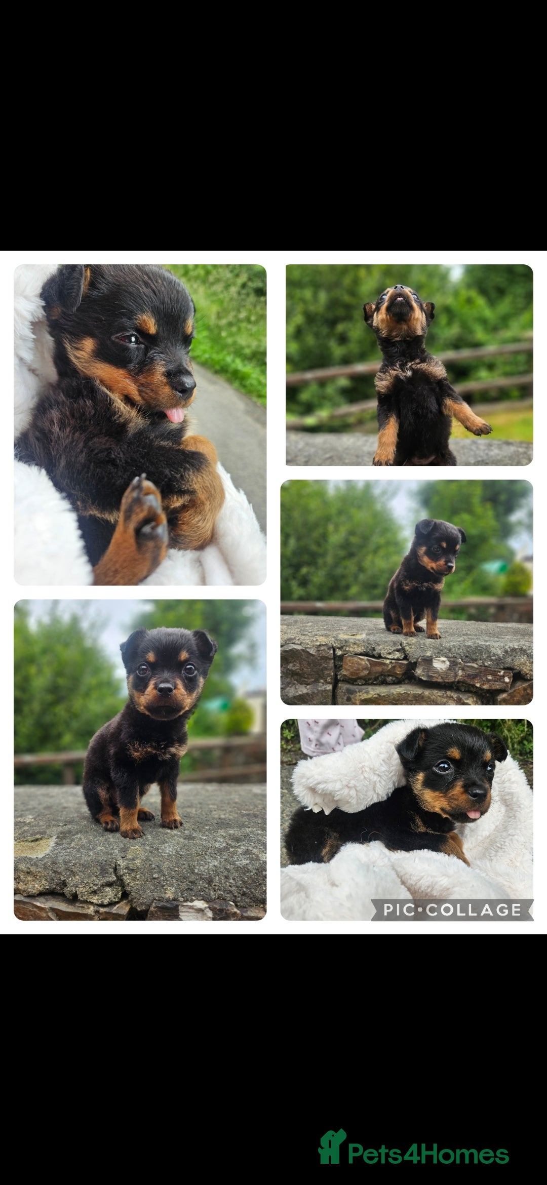 Rottweiler dogs for sale: Little weed  - Image 1