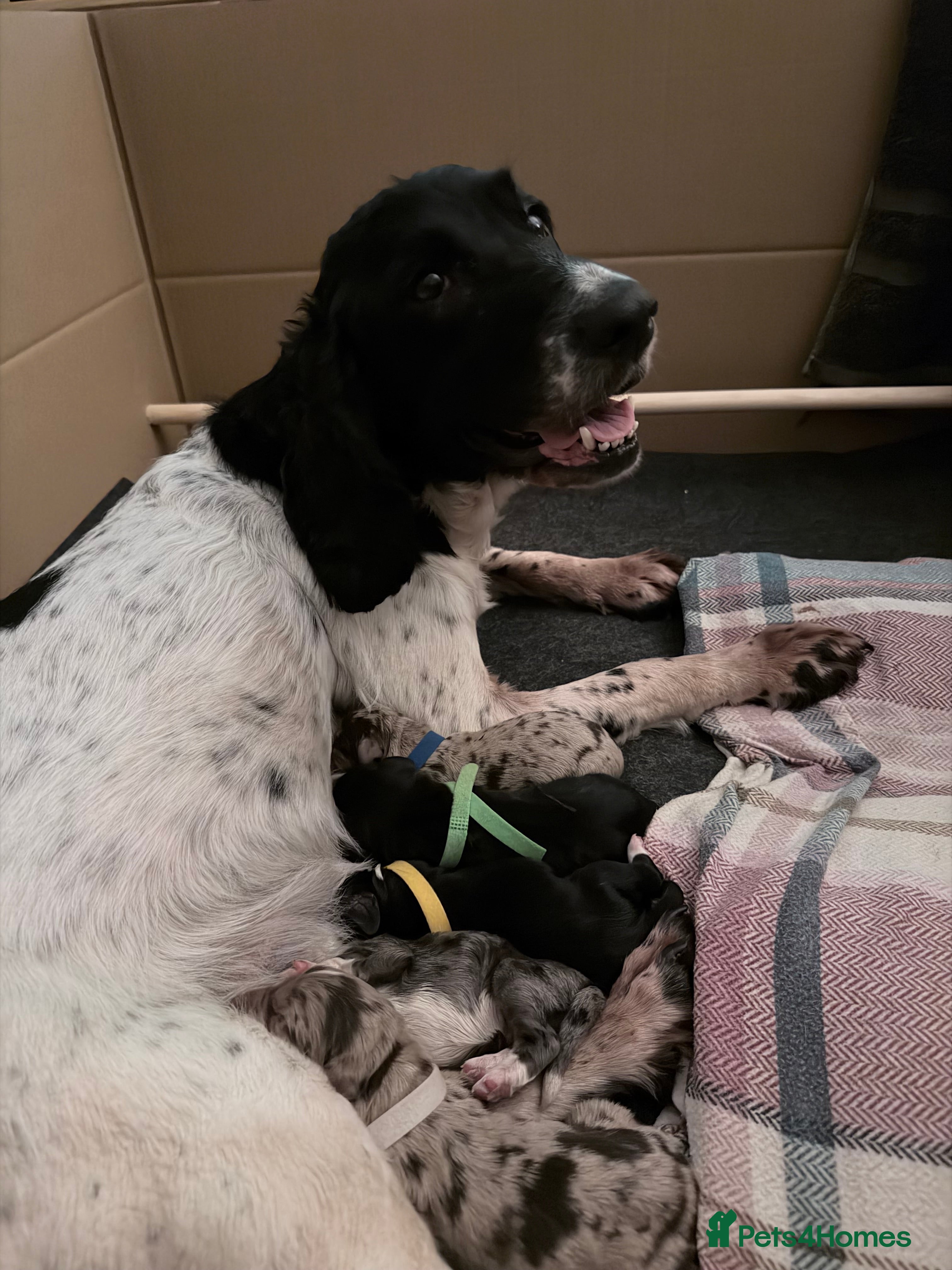 Sprollie dogs 6 Male Sprollies For Sale - Advert 1