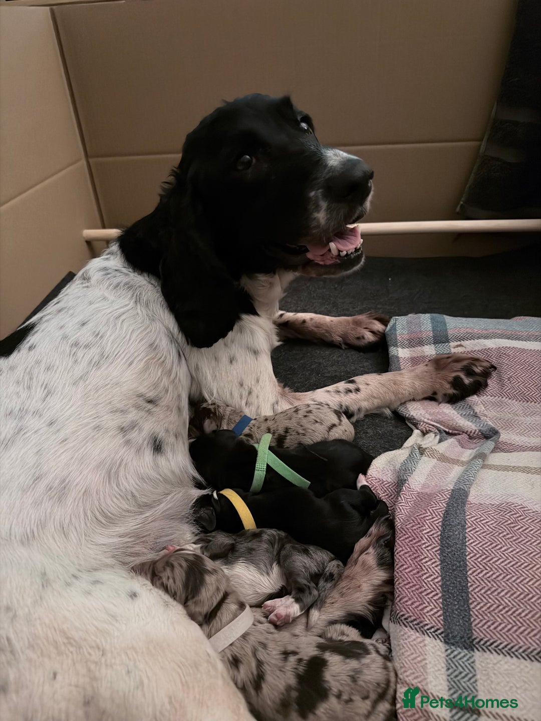 Sprollie dogs for sale: 6 Male Sprollies For Sale - Advert 1