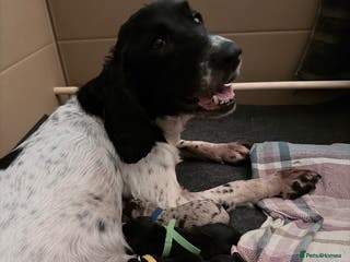 Sprollie dogs 6 Male Sprollies For Sale - Advert 1