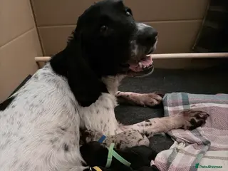 Sprollie dogs 6 Male Sprollies For Sale - Advert 4