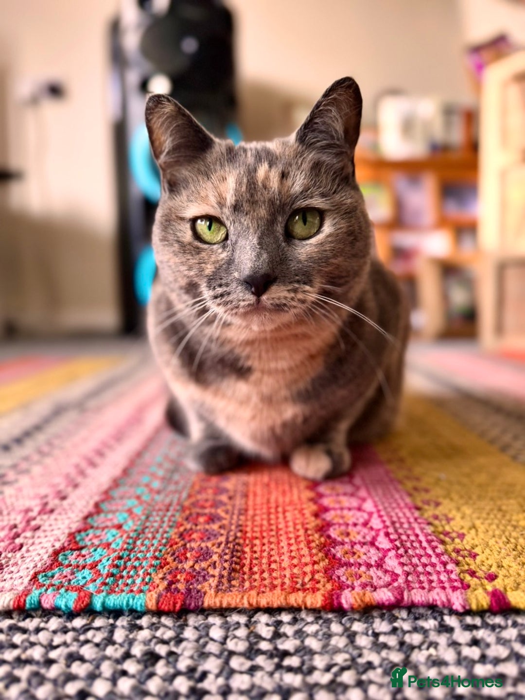 Mixed Breed cats for sale: Beautiful Layla needs a new family - Advert 4