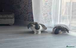 French Lop rabbits for sale: Pure Bred French Lop sisters 🌸 - Advert 3