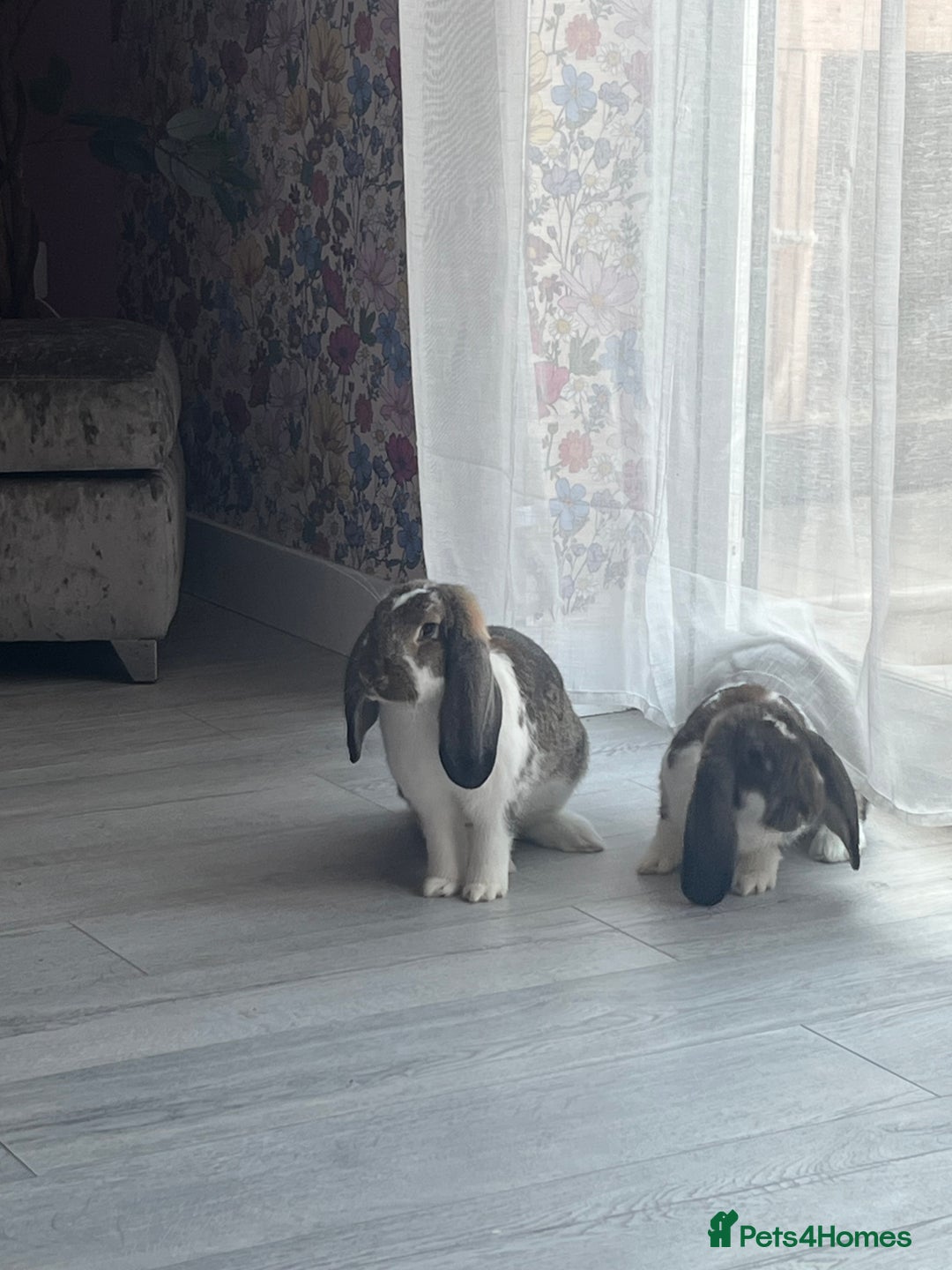 French Lop rabbits for sale: Pure Bred French Lop sisters 🌸 - Advert 3