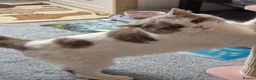 British Shorthair cats for sale: British shorthair boy active register  - Advert 8