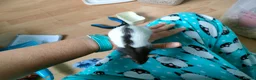 Rat rodents for sale: Baby hooded rats - Advert 4