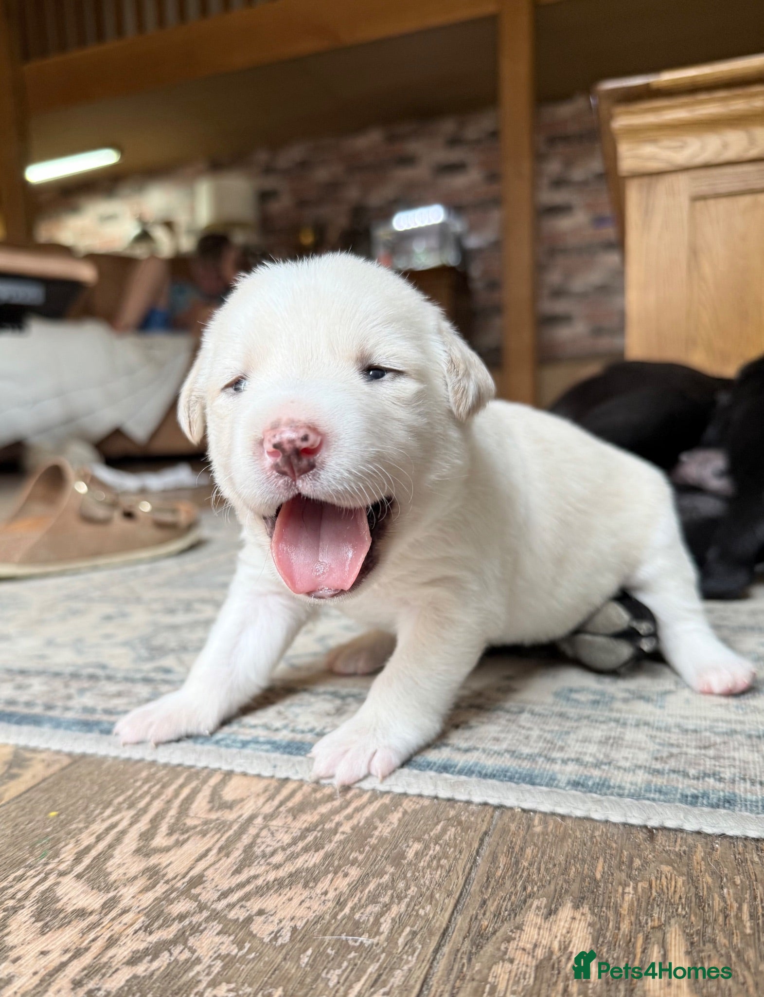 Borador dogs Stunning Lab x Collie, cream, black & chocolate! - Advert 2