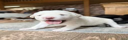 Borador dogs for sale: Stunning Lab x Collie, cream, black & chocolate! - Advert 36