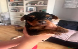 Yorkshire Terrier dogs for sale: 6 Yorkshire terriers for sale  - Image 6
