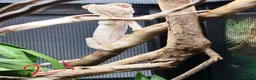 Chameleon reptiles for sale: Baby/juvenile panthers for sale. Ready to go.  - Advert 3