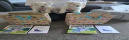 Miniature Schnauzer dogs for sale: 🐾 White Miniature Schnauzer Girls  🐾 - Advert 5