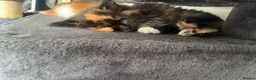 Norwegian Forest Cat cats for sale: Norwegian Forest X British Shorthair Ginger kitten - Advert 11