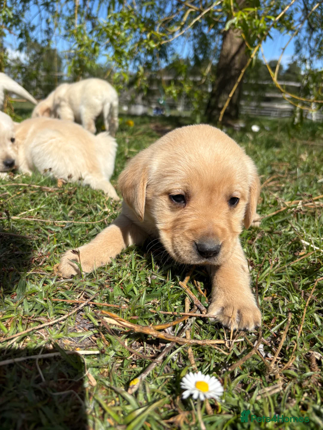 Goldador dogs for sale: Goldador Puppies  in Bordon - Advert 1