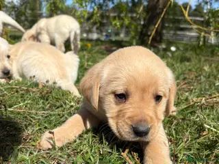 Goldador dogs Goldador Puppies - Advert 18