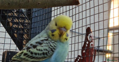 Budgerigars birds - Advert 2