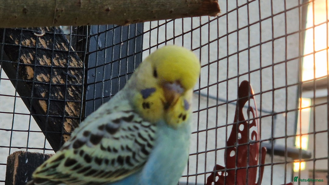 Budgerigars birds for sale: 3x baby budgie reseve only til 13th oct. From £45 - Image 2