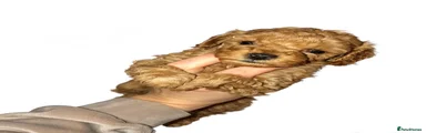 Cockapoo 1