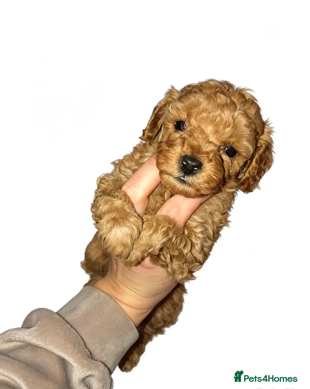Cockapoo dogs for sale: COCKAPOO PUPPIES READY TO LEAVE(all girls) - Advert 2