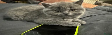 British Shorthair Kitten 2
